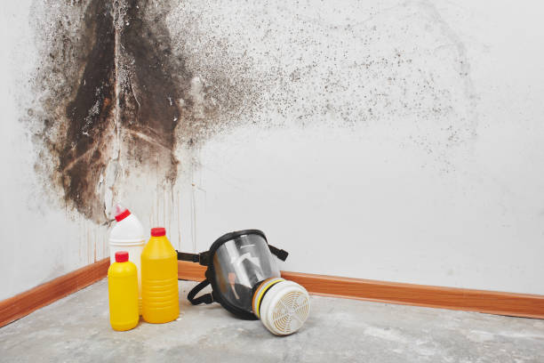 Best Professional Mold Removal  in Zolfo Springs, FL