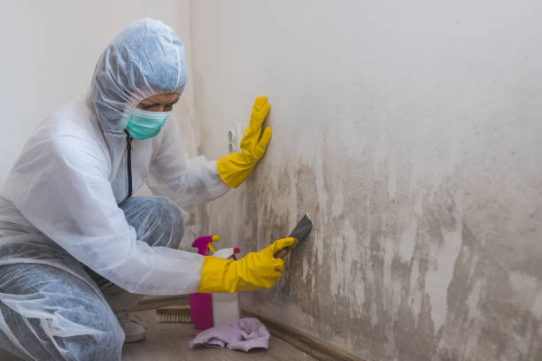 Mold Removal and Inspection in Zolfo Springs, FL