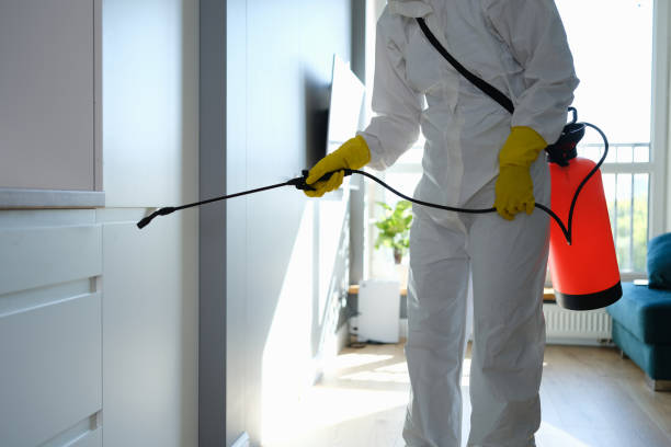 Best Attic Mold Removal  in Zolfo Springs, FL