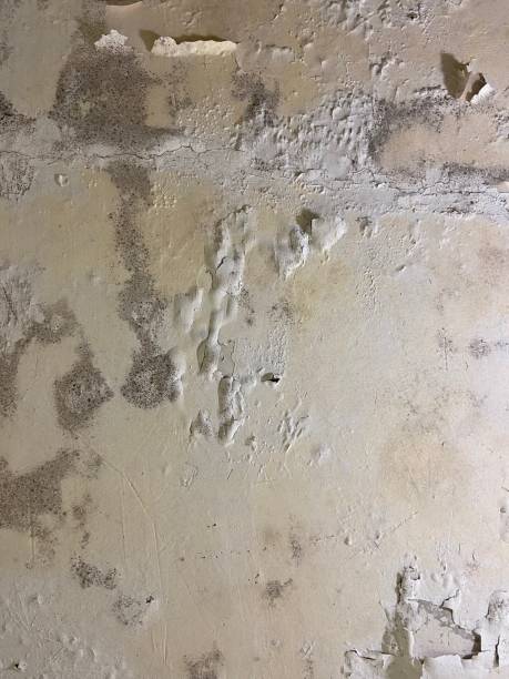 Best Mold Removal Specialists  in Zolfo Springs, FL