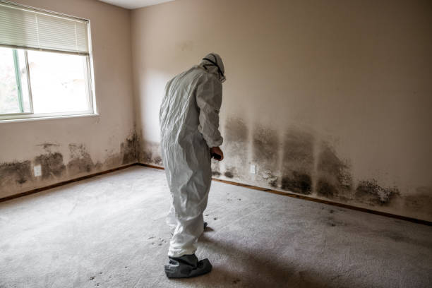 Best Local Mold Removal Service  in Zolfo Springs, FL