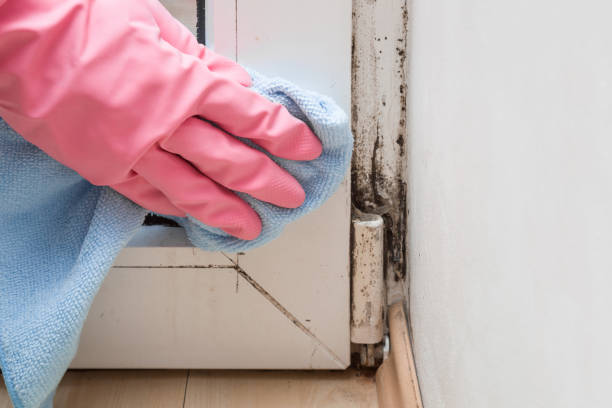 Mold Testing and Removal in Zolfo Springs, FL