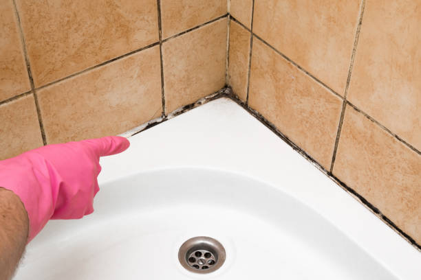 Best Residential Mold Removal  in Zolfo Springs, FL